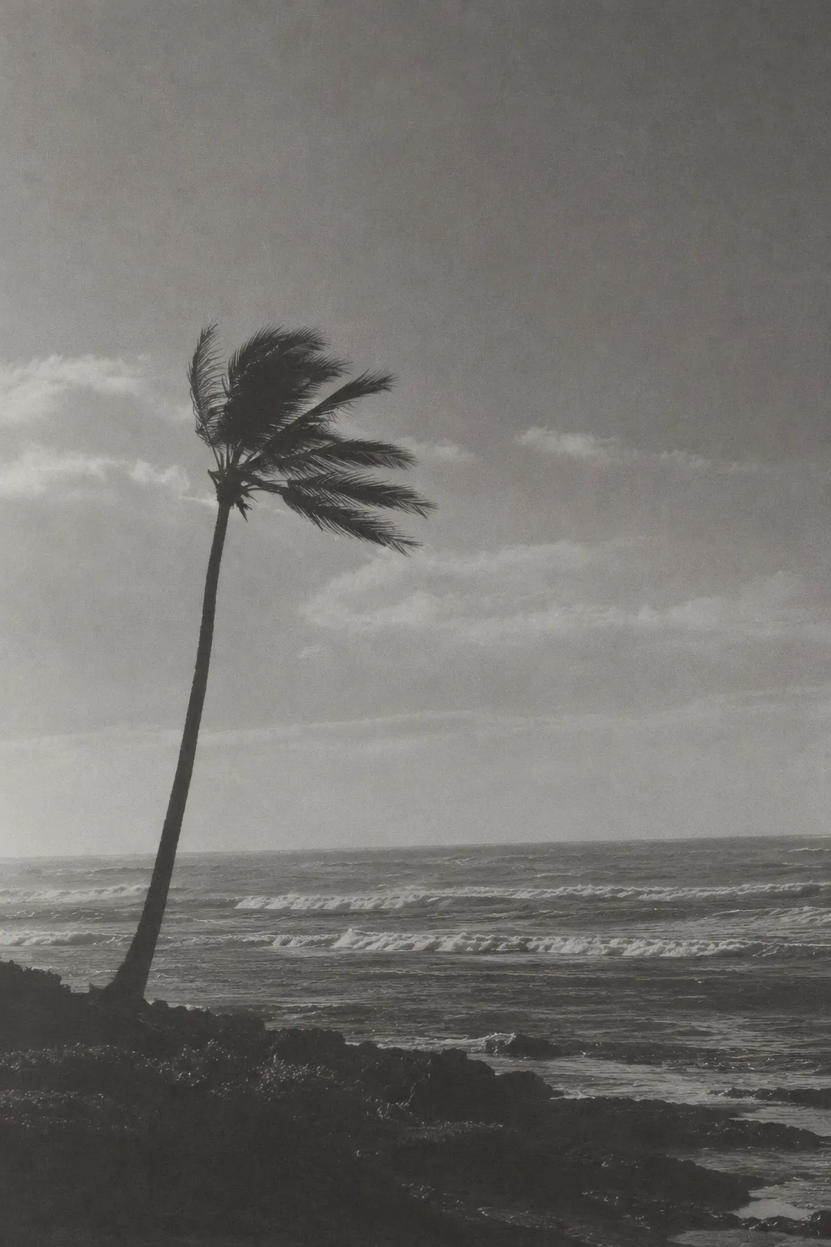 Windblown palm over a monochrome sea