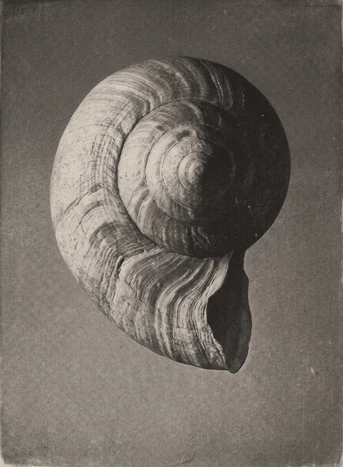 Black and white still life of a spiral seashell