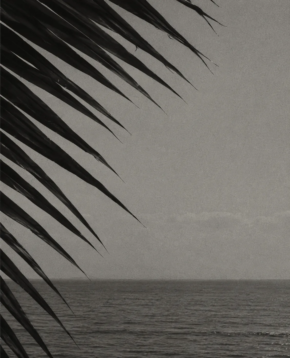 Palm fronds over the ocean horizon, black and white