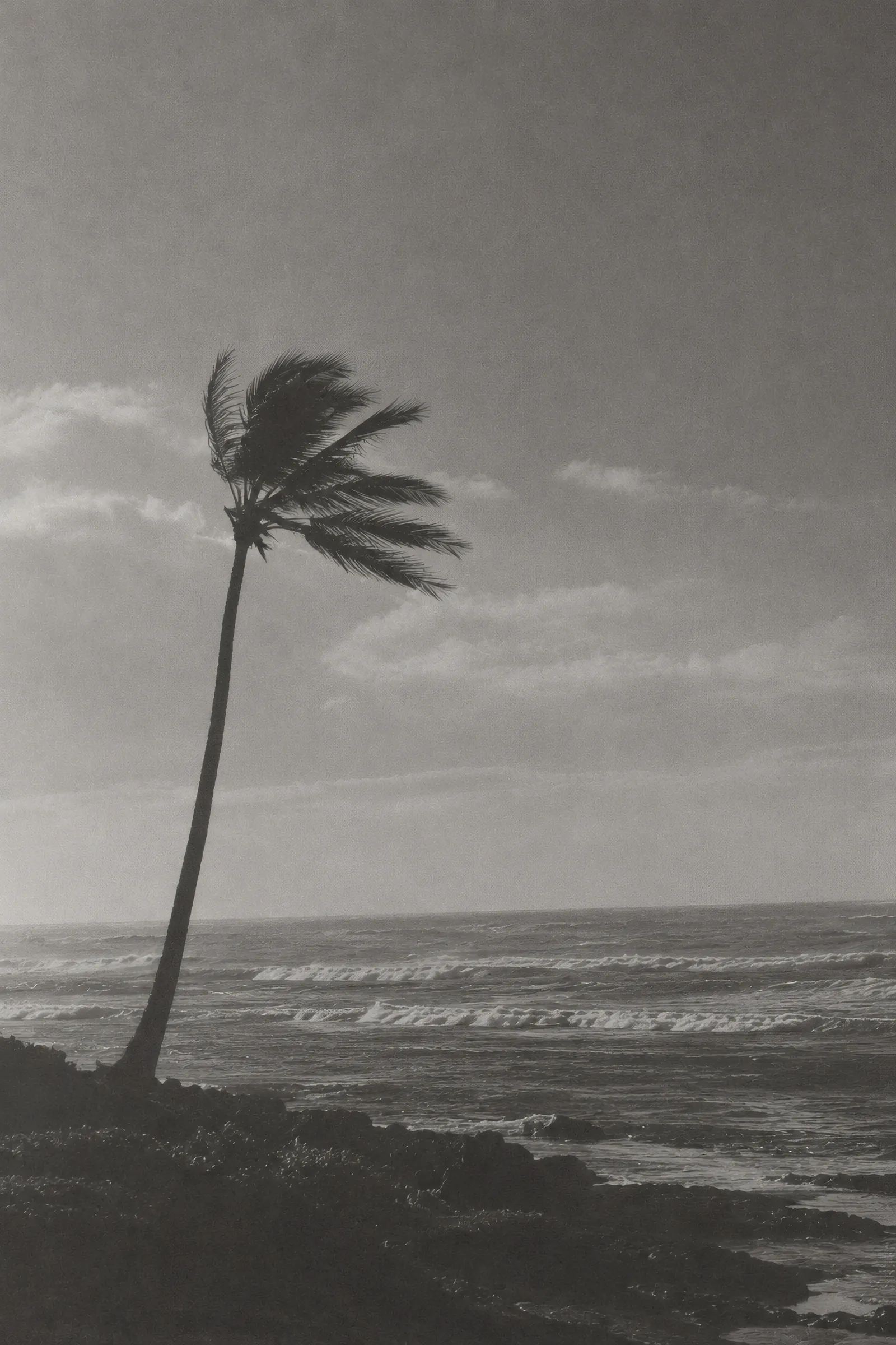 Windblown palm over a monochrome sea, surf town aesthetic